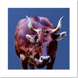 Most beautiful Swiss cow Posters and Art